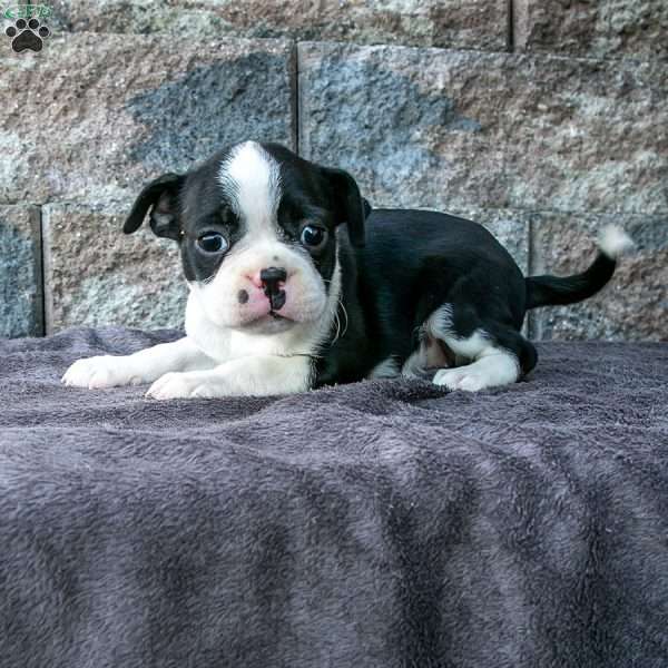 Champ, Boston Terrier Puppy